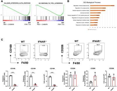 A Microbiota-Dependent Subset of Skin Macrophages Protects Against Cutaneous Bacterial Infection